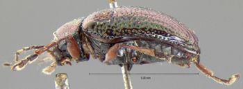 Media type: image; Entomology 17318   Aspect: habitus lateral view